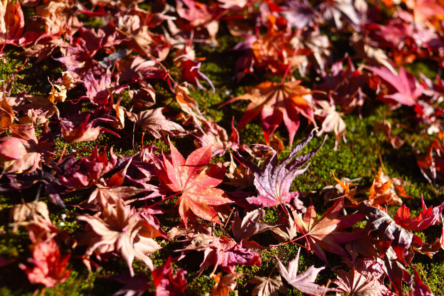 岩倉具視幽棲旧宅の散り紅葉