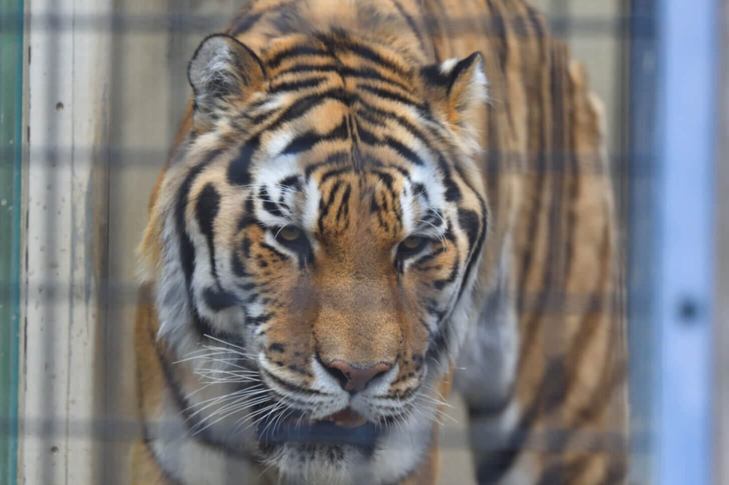 京都市動物園のトラ