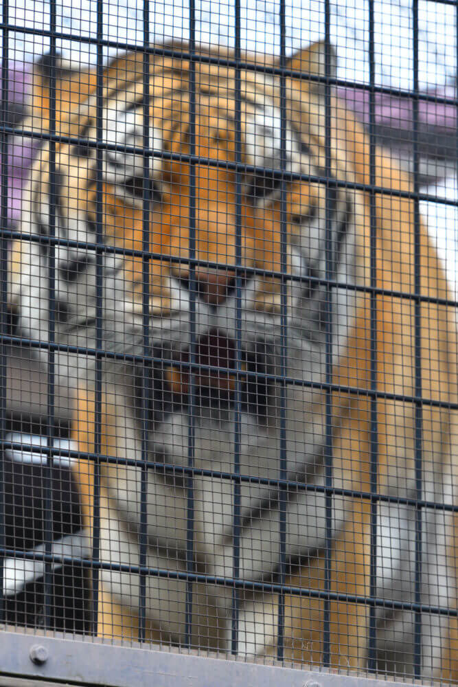 京都市動物園のトラ