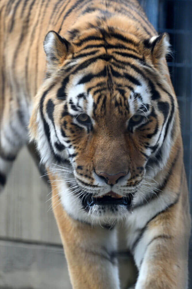 京都市動物園のトラ