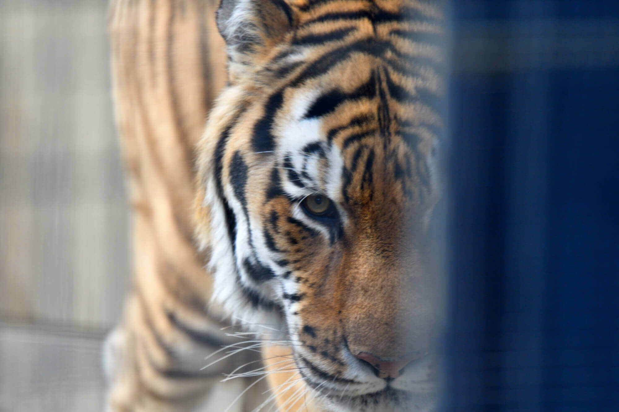 京都市動物園のトラ