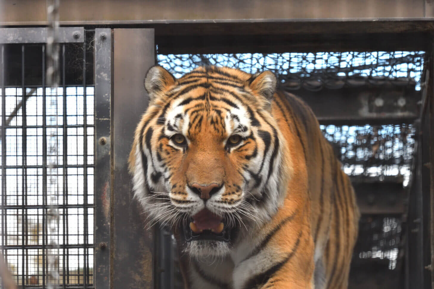 京都市動物園のトラ