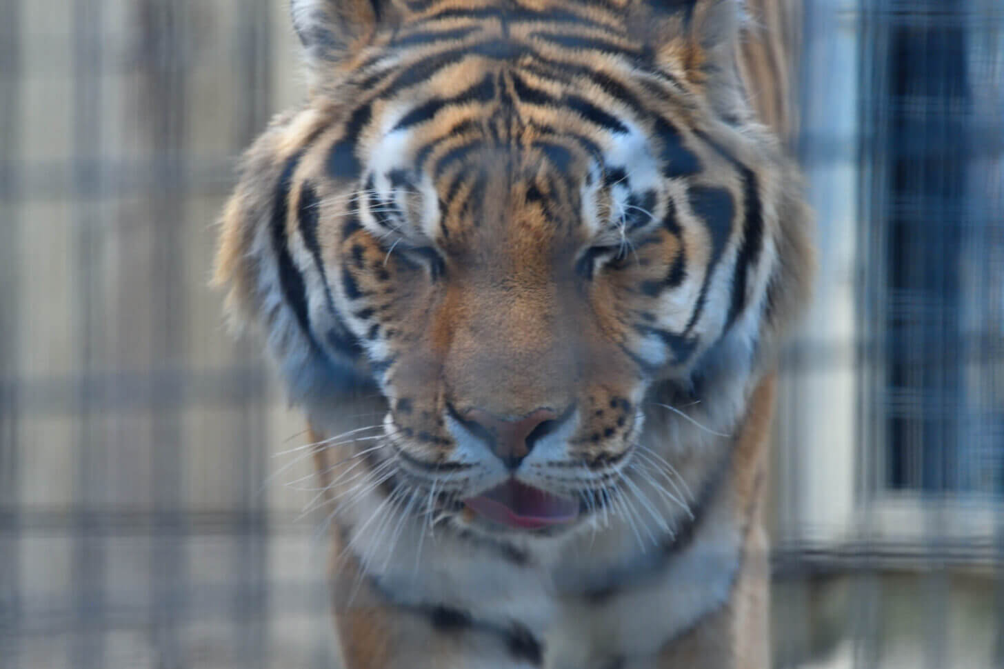 京都市動物園のトラ