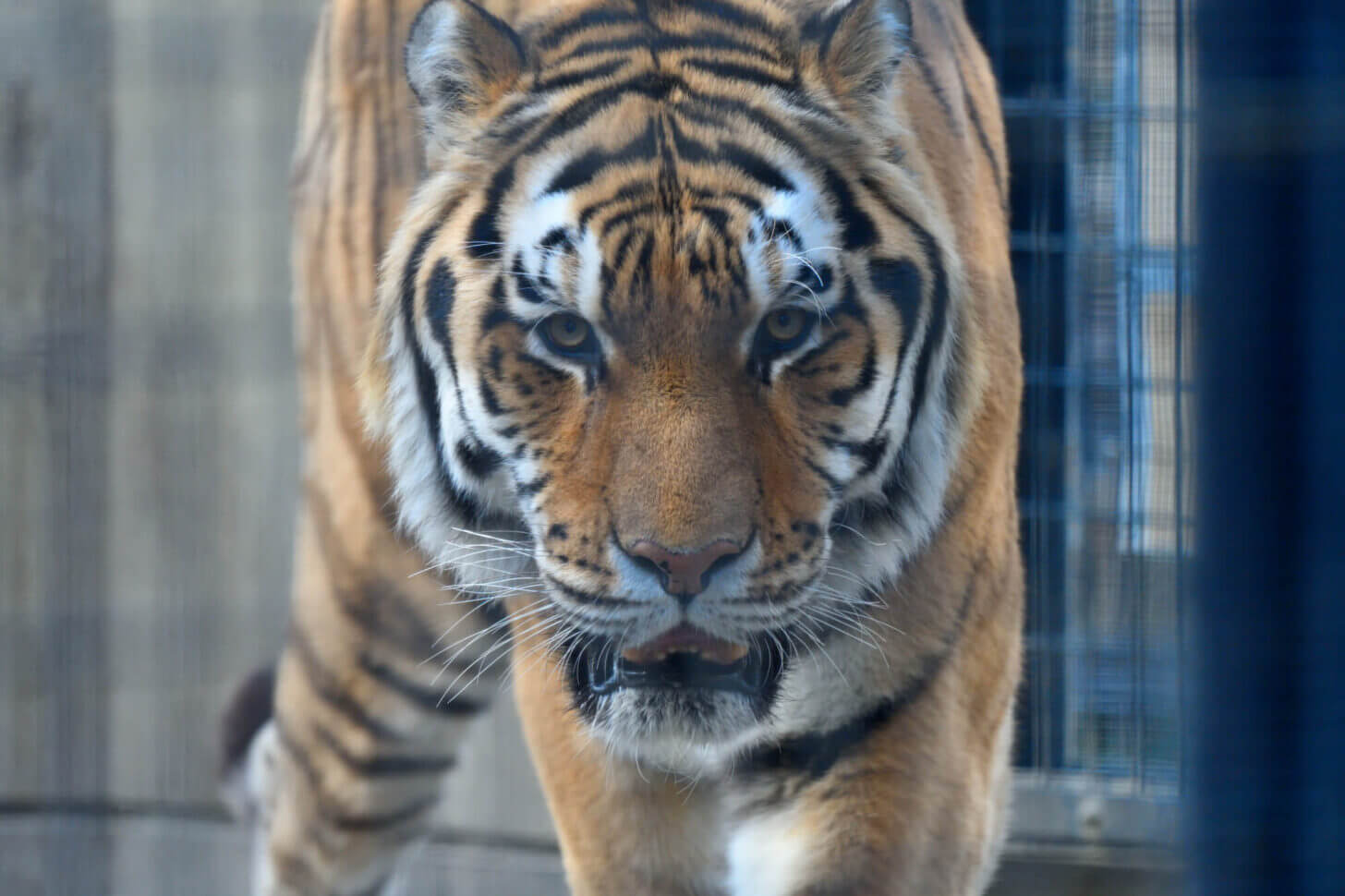 京都市動物園のトラ