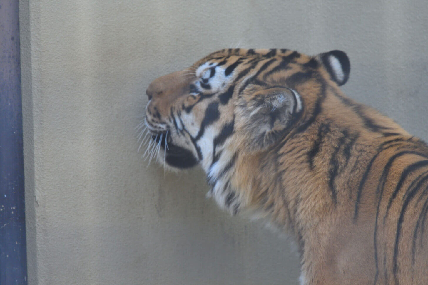 京都市動物園のトラ