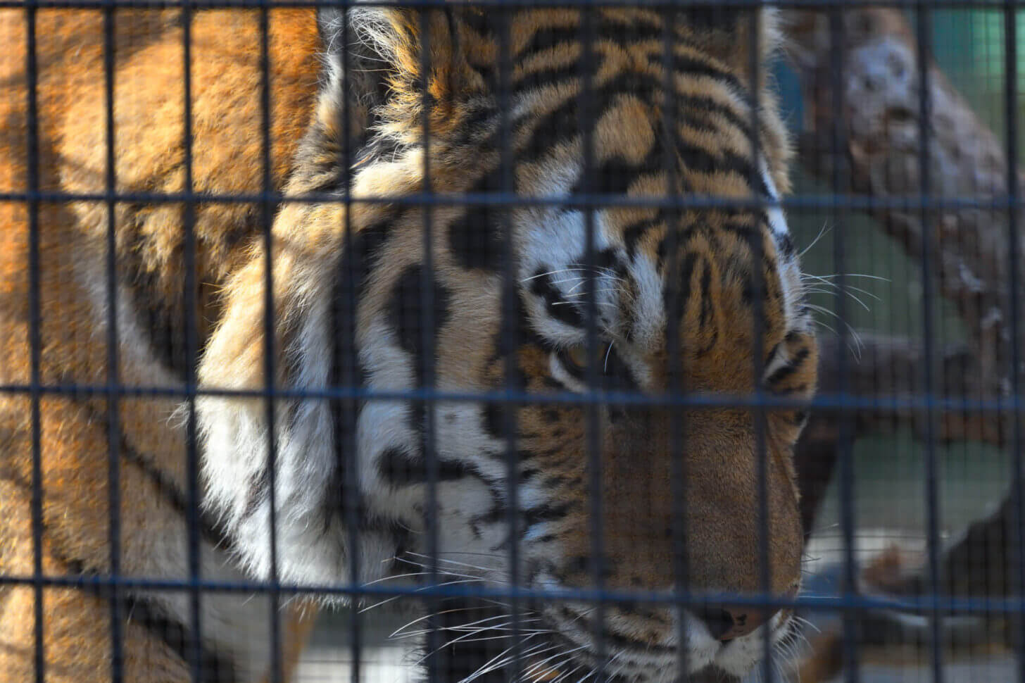 京都市動物園のトラ