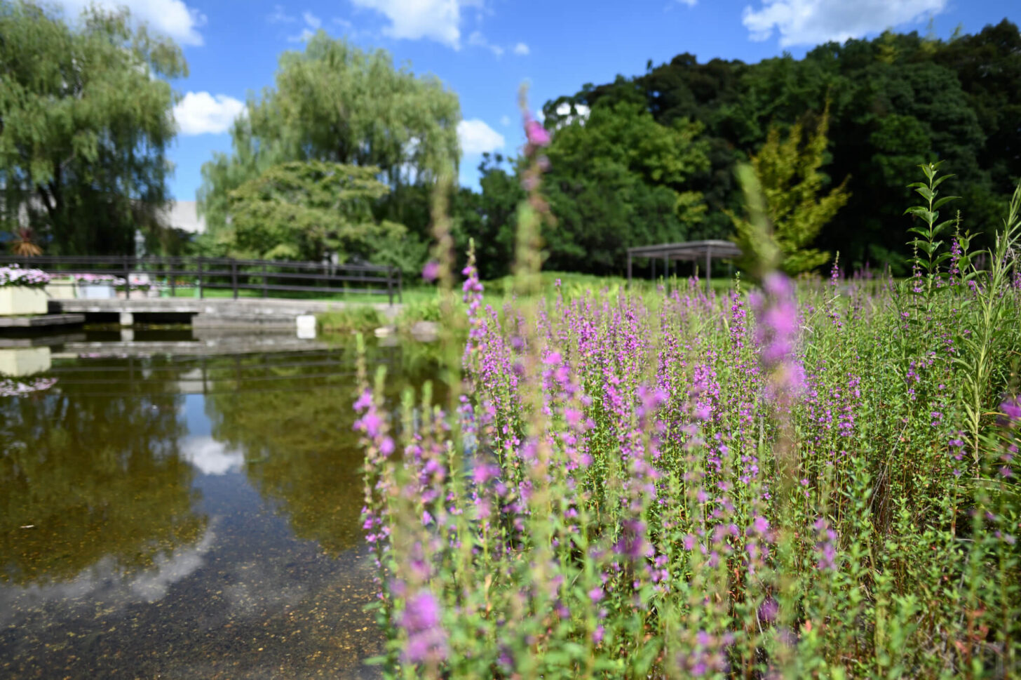 Nikon Z 6IIで撮る夏の京都府立植物園