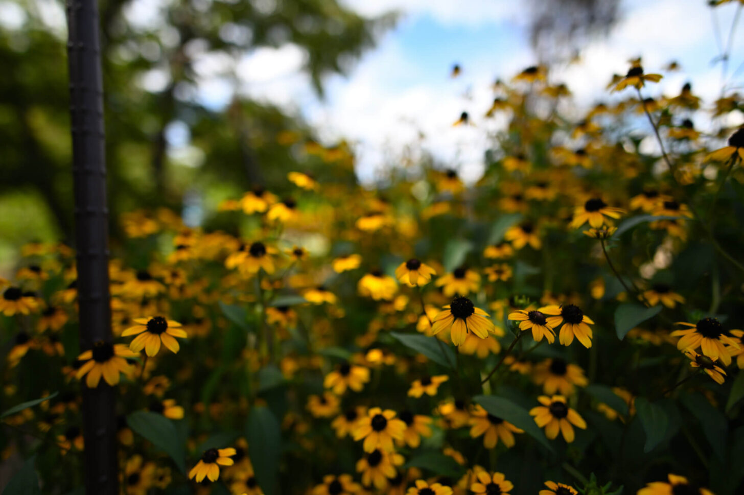 Nikon Z 6IIで撮る夏の京都府立植物園