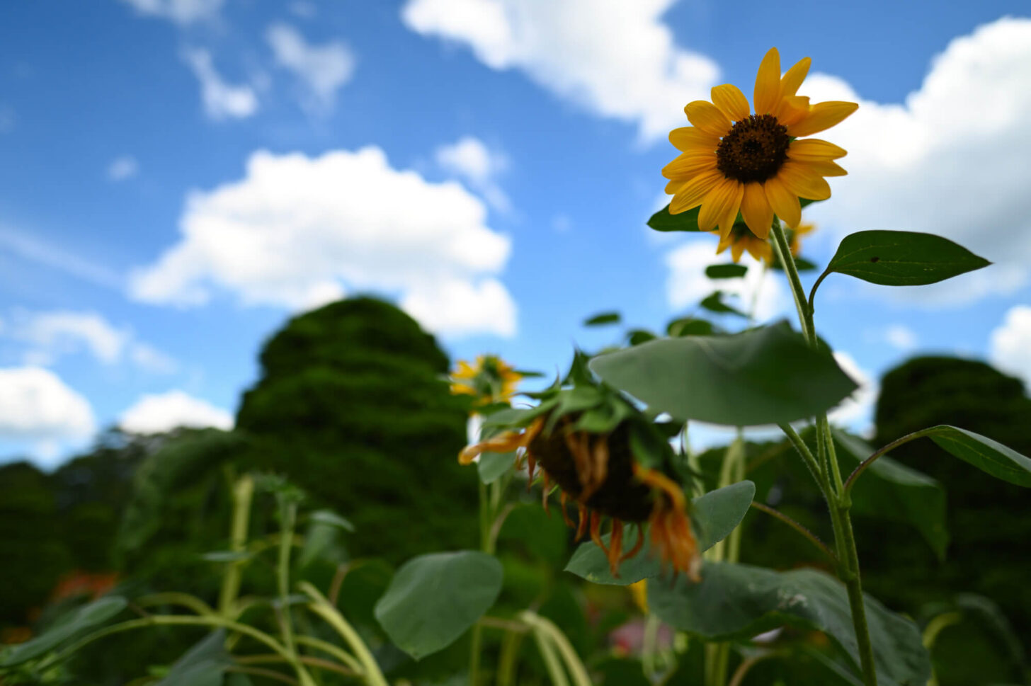 Nikon Z 6IIで撮る夏の京都府立植物園