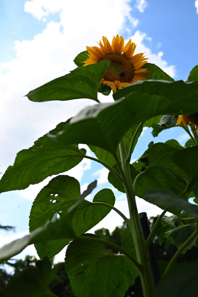 Nikon Z 6IIで撮る夏の京都府立植物園