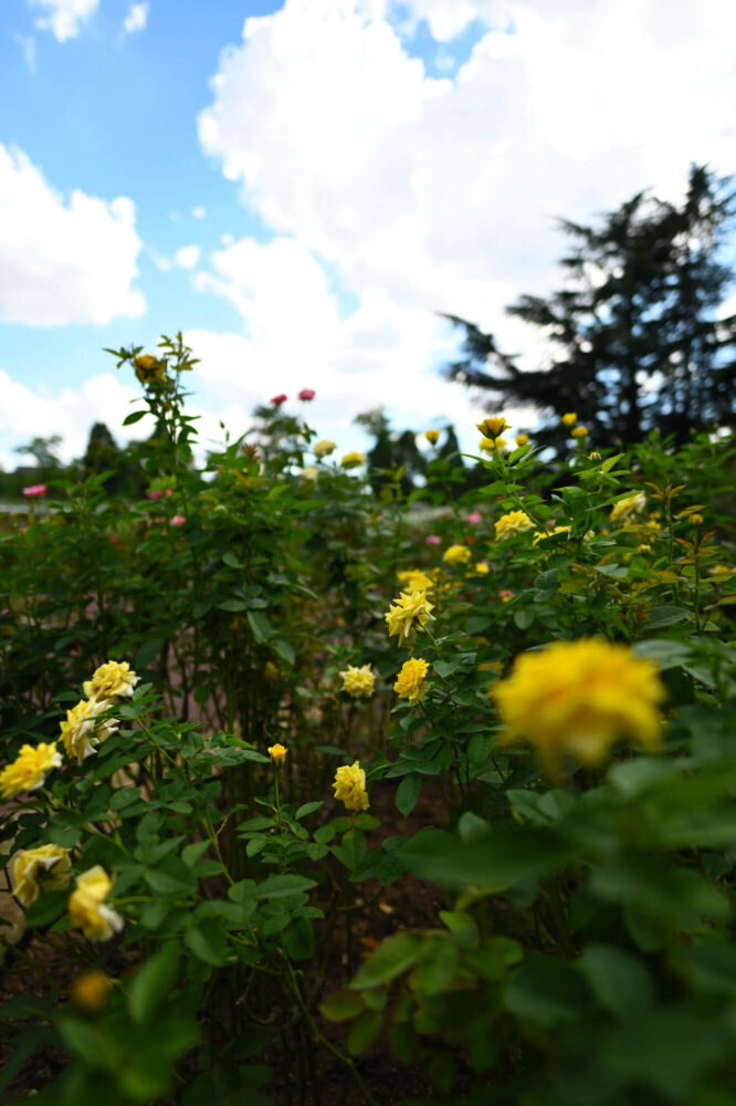 Nikon Z 6IIで撮る夏の京都府立植物園