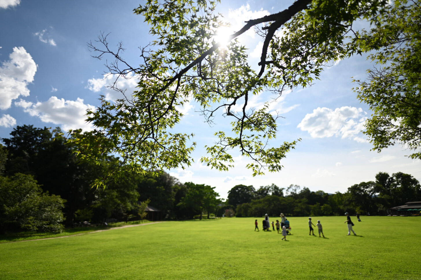 Nikon Z 6IIで撮る夏の京都府立植物園