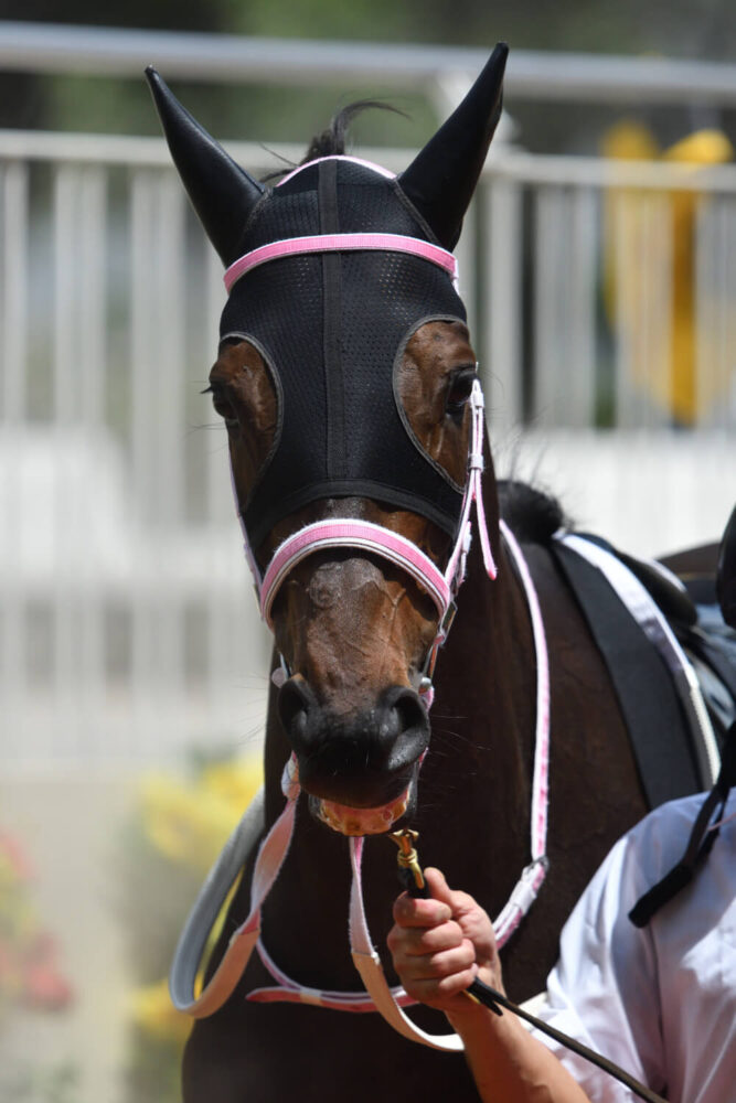 カラレーション14戦目パドック