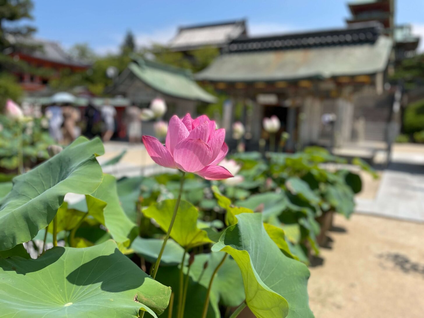 生口島瀬戸田 耕三寺のハス