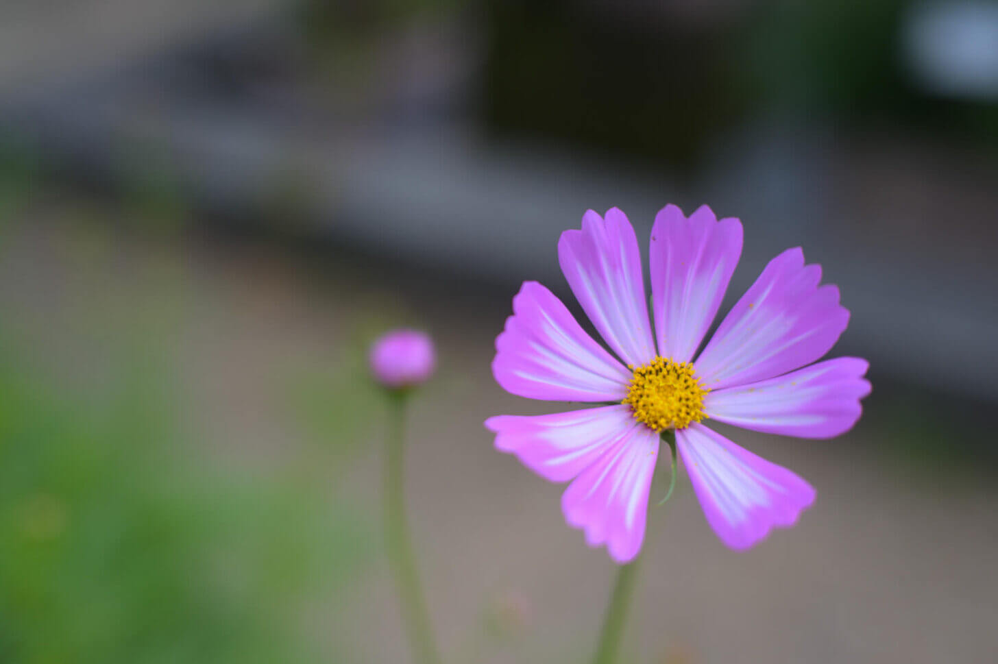 京都府立植物園のコスモス