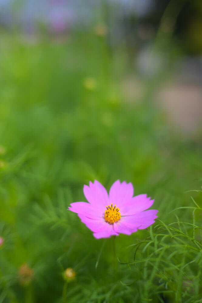 京都府立植物園のコスモス