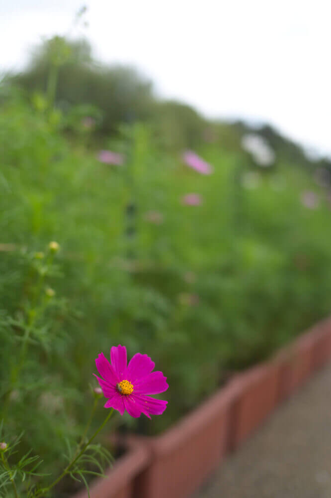 京都府立植物園のコスモス