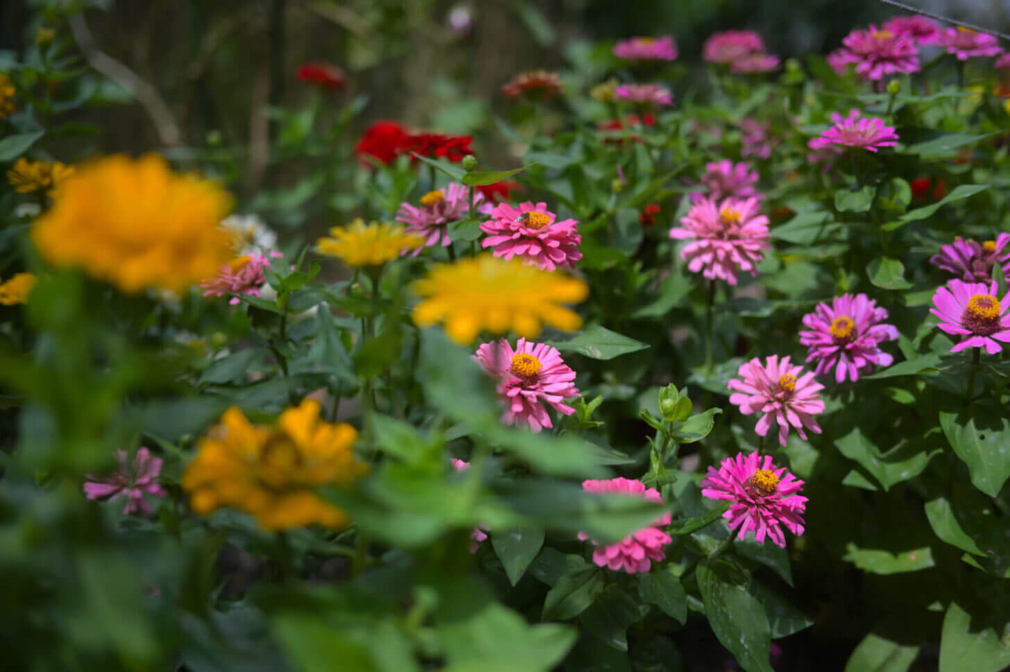 京都府立植物園の花