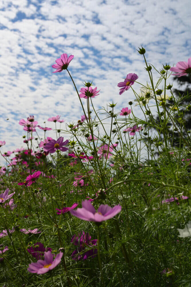 京都府立植物園のコスモス