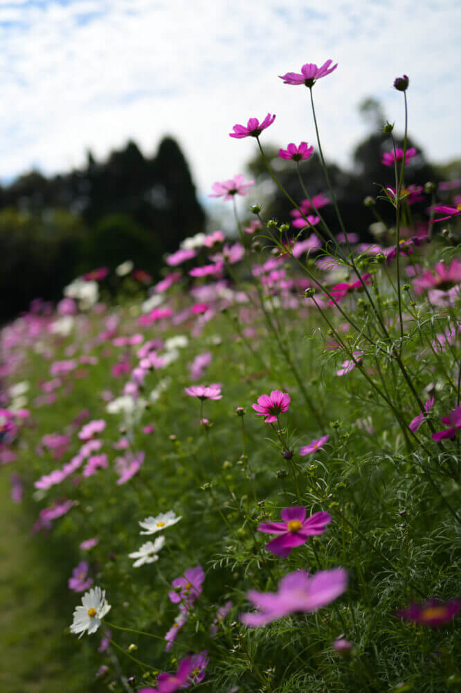 京都府立植物園のコスモス