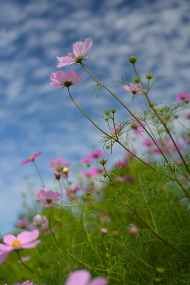 京都府立植物園のコスモス