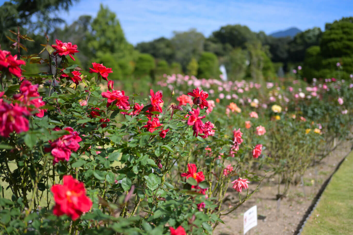 京都府立植物園の秋バラ