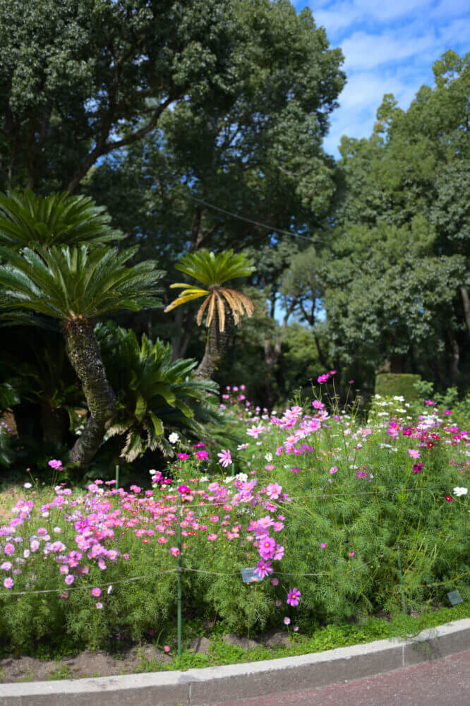 京都府立植物園のコスモス