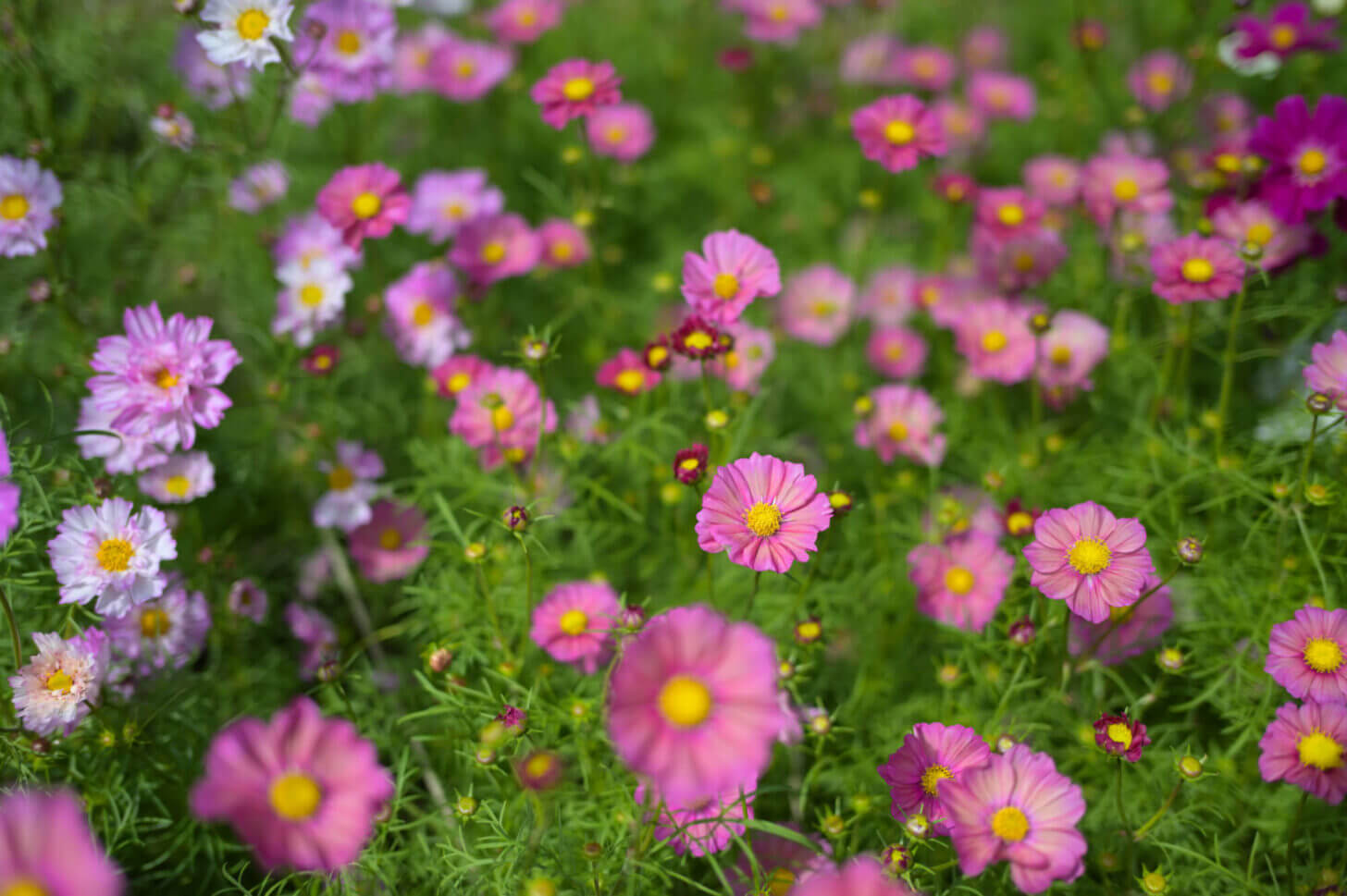 京都府立植物園のコスモス