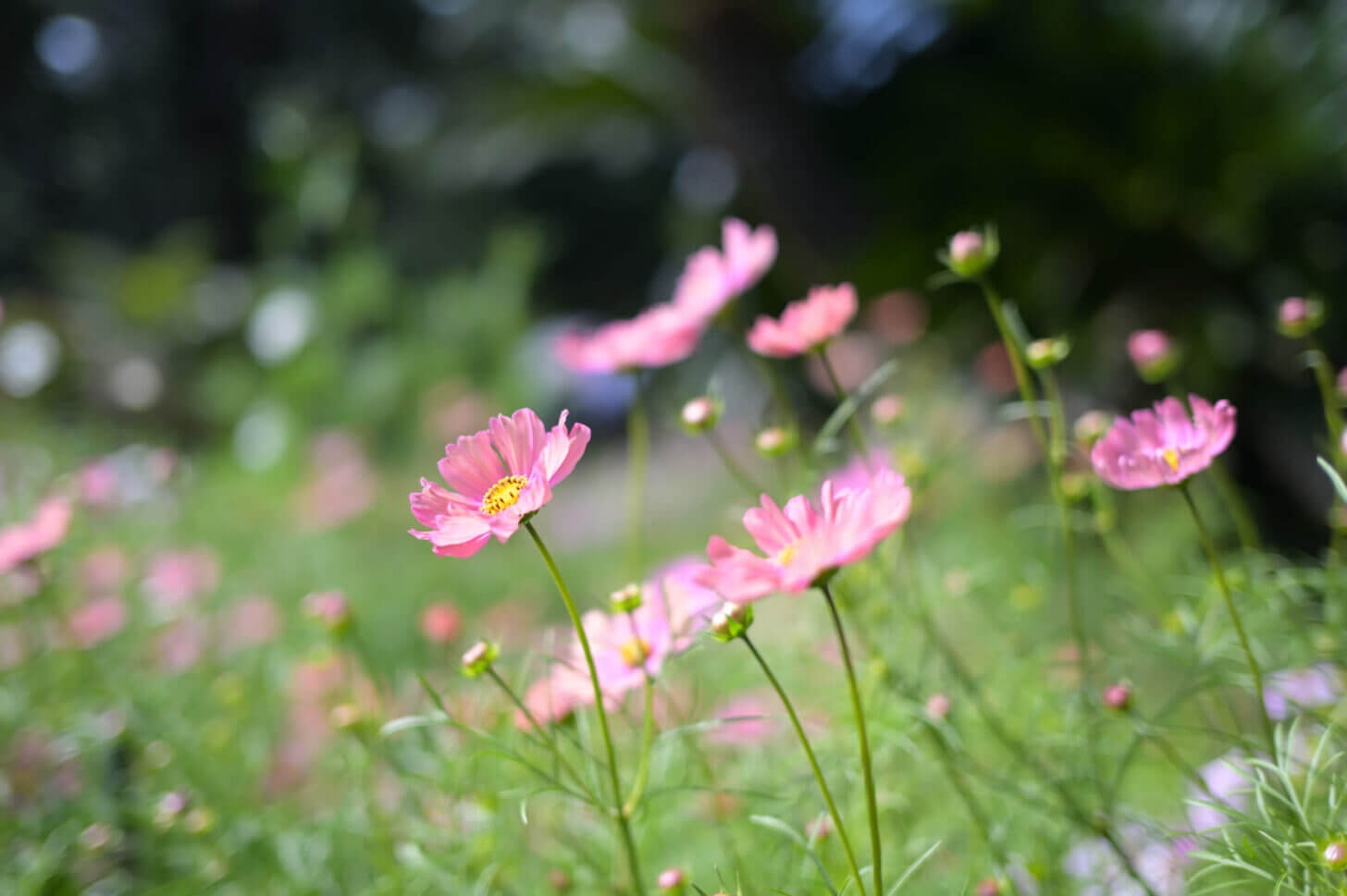 京都府立植物園のコスモス