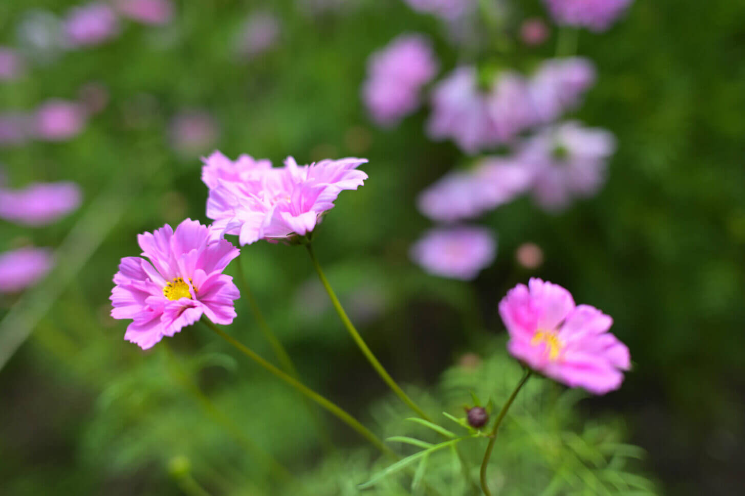 京都府立植物園のコスモス