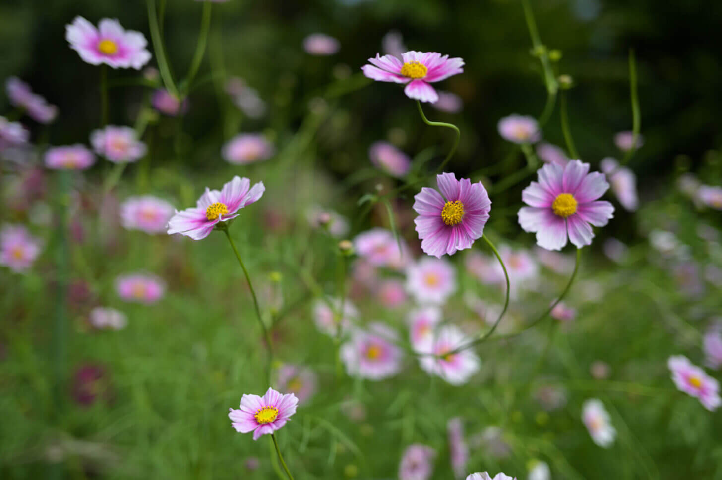 京都府立植物園のコスモス（日の丸）