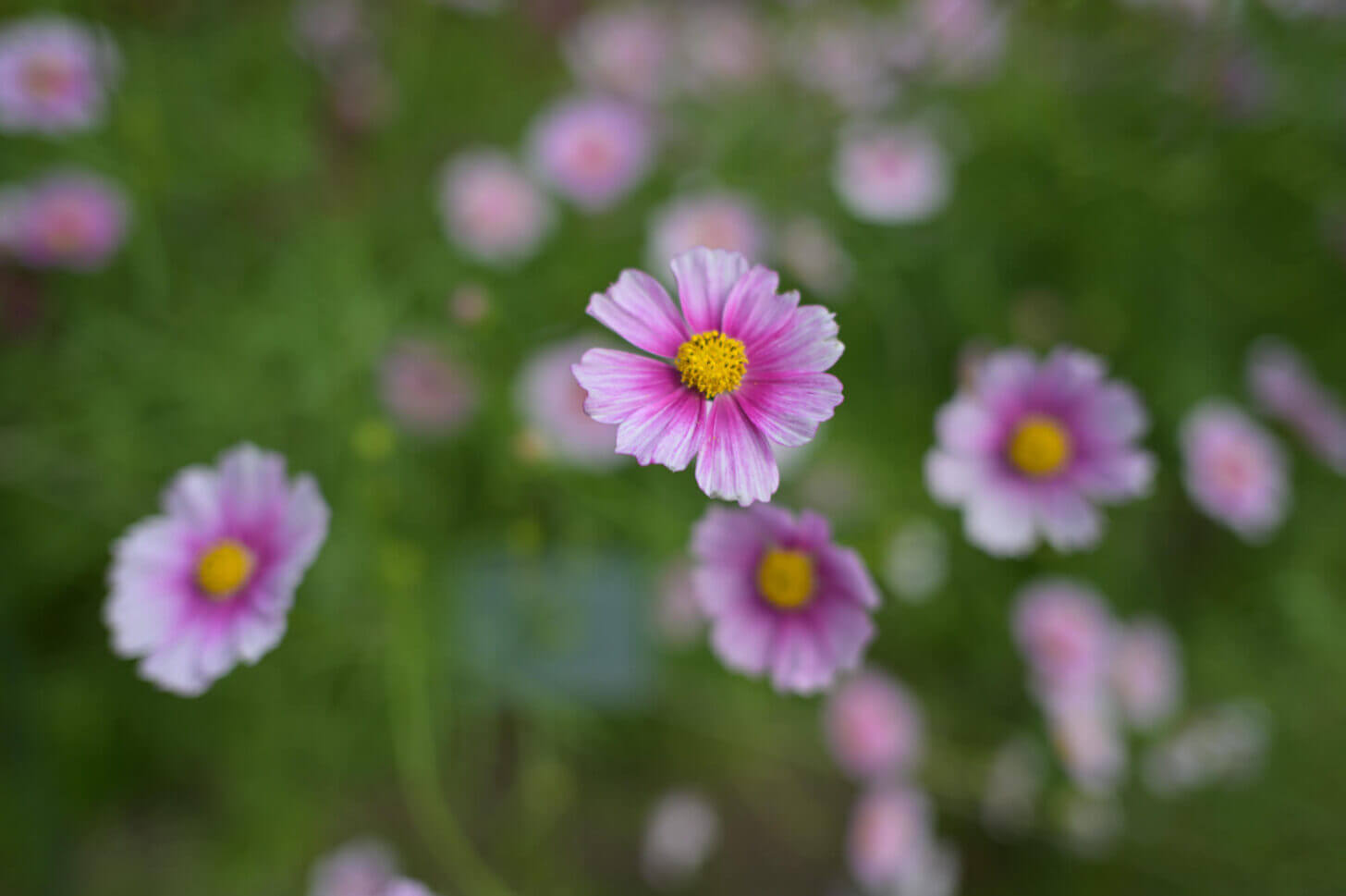 京都府立植物園のコスモス（日の丸）