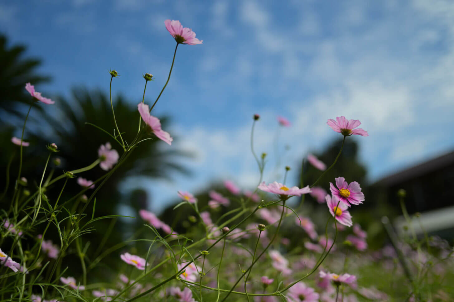 京都府立植物園のコスモス（日の丸）