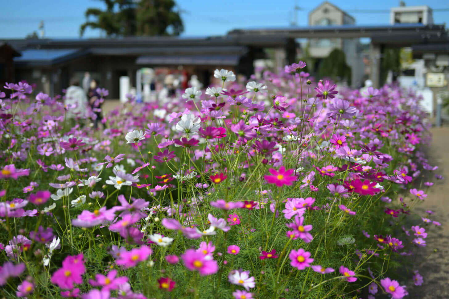 京都府立植物園のコスモス