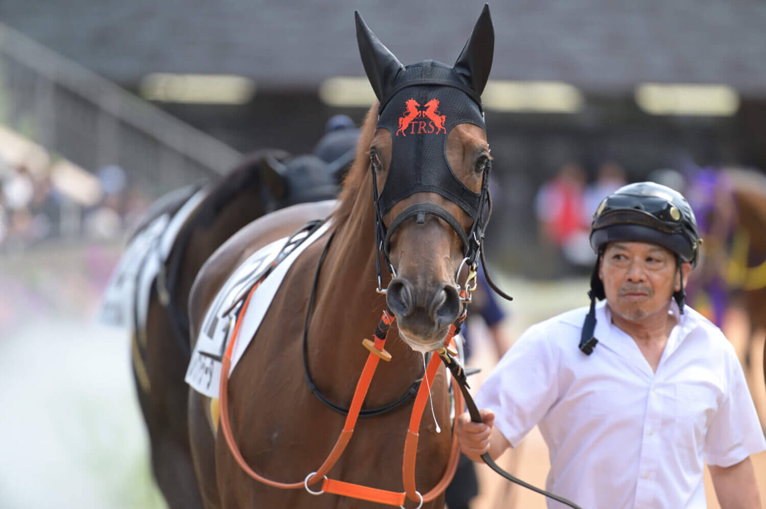 レイナドラーダ2戦目パドック