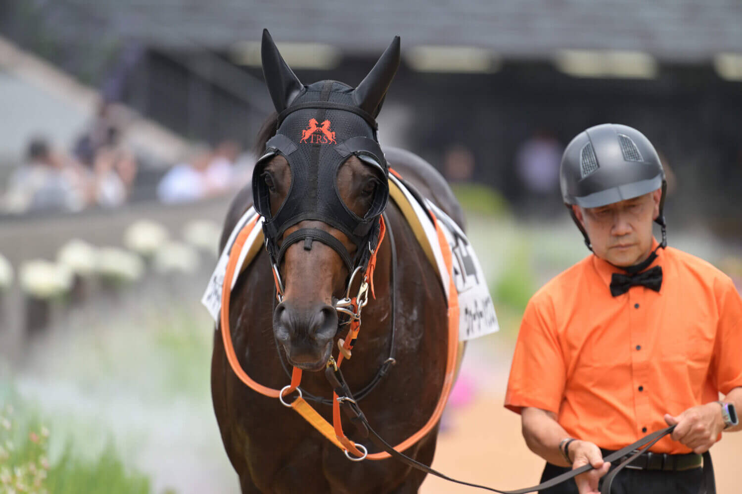 ウォーターハウス10戦目パドック