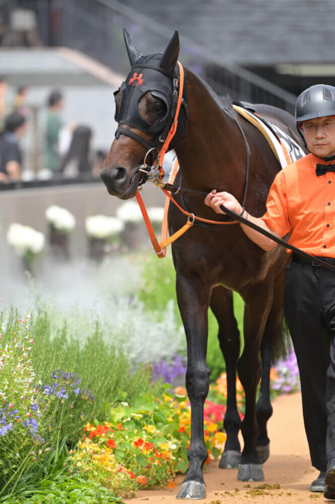 ウォーターハウス10戦目パドック