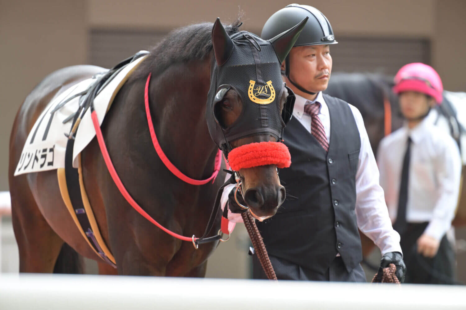 リンドラゴ 16戦目パドック