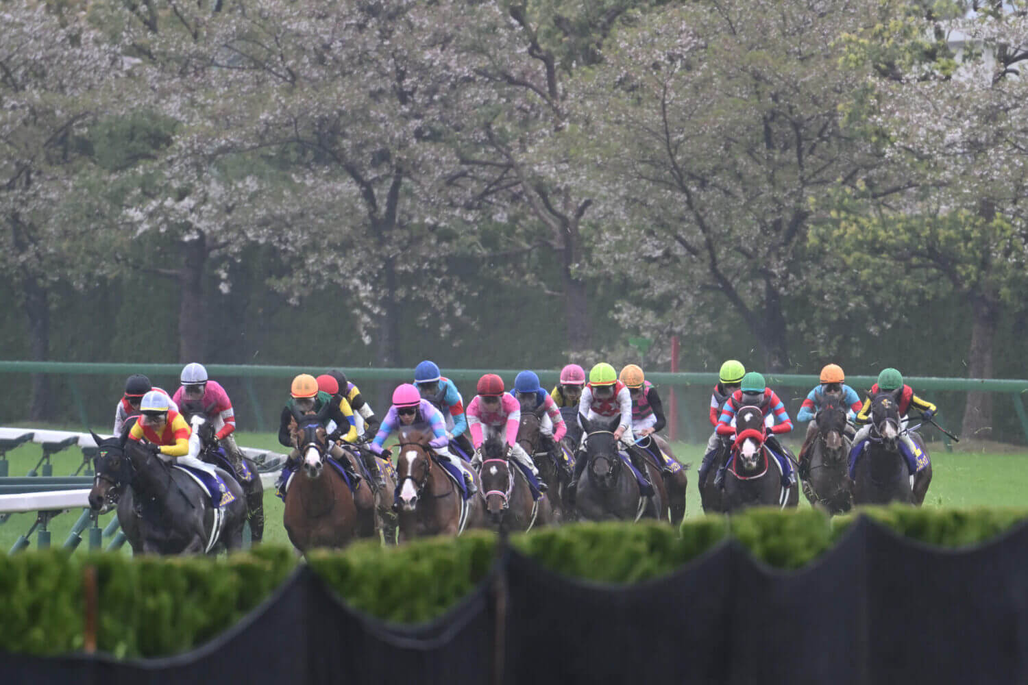 チェルビアット 桜花賞レース写真