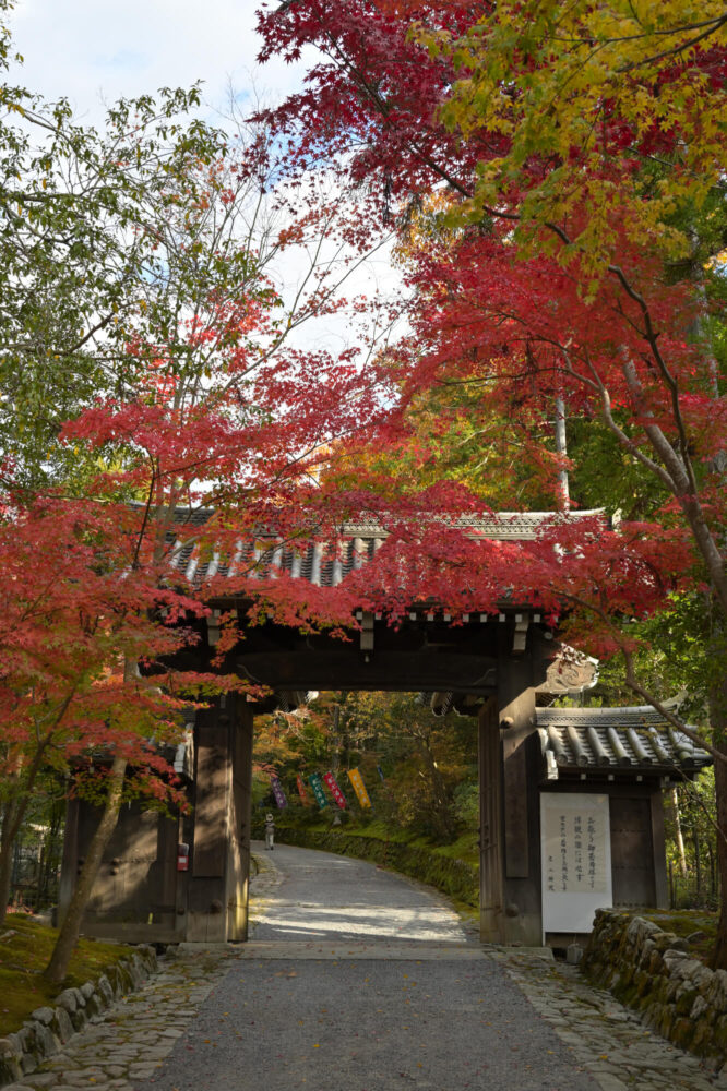 赤山禅院 山門の紅葉