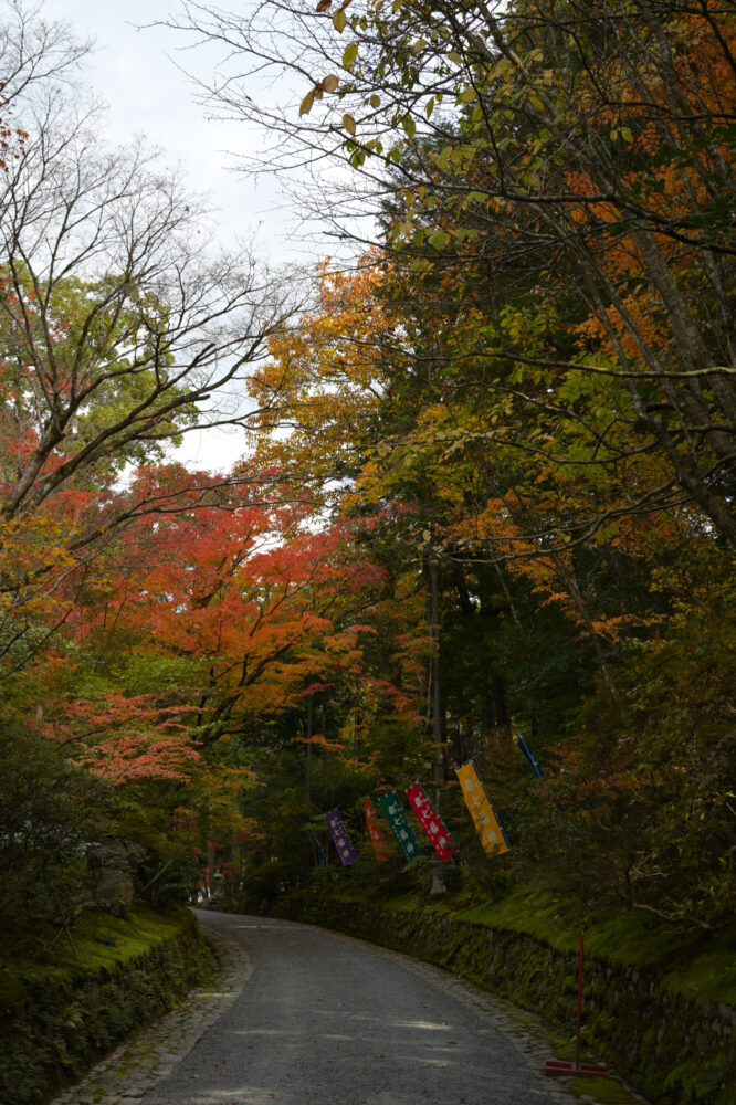 赤山禅院 参道の紅葉