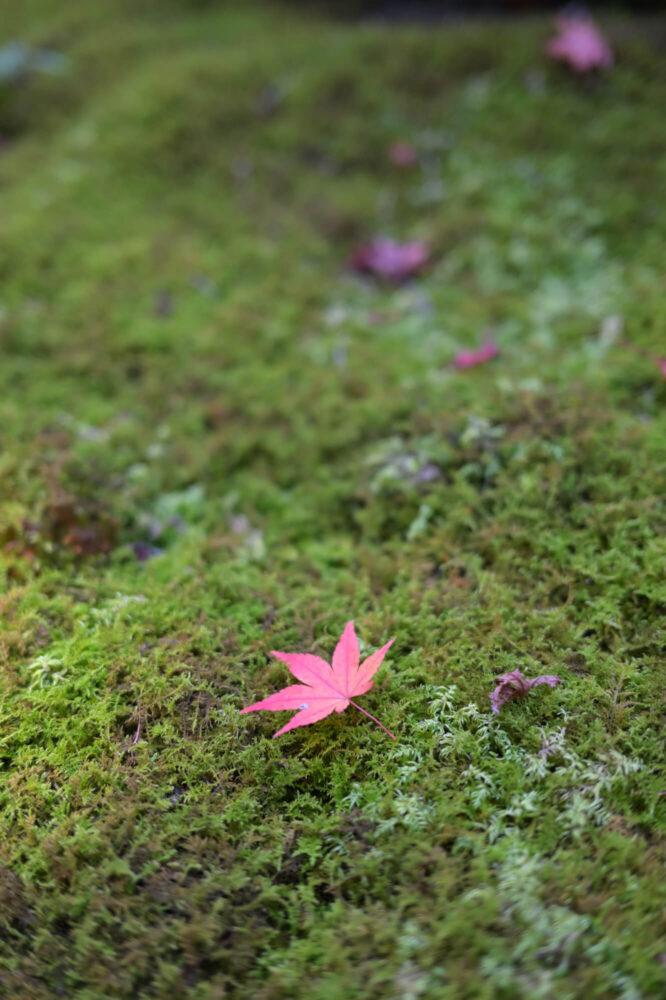 赤山禅院 参道の紅葉