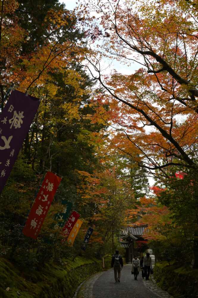 赤山禅院 参道の紅葉