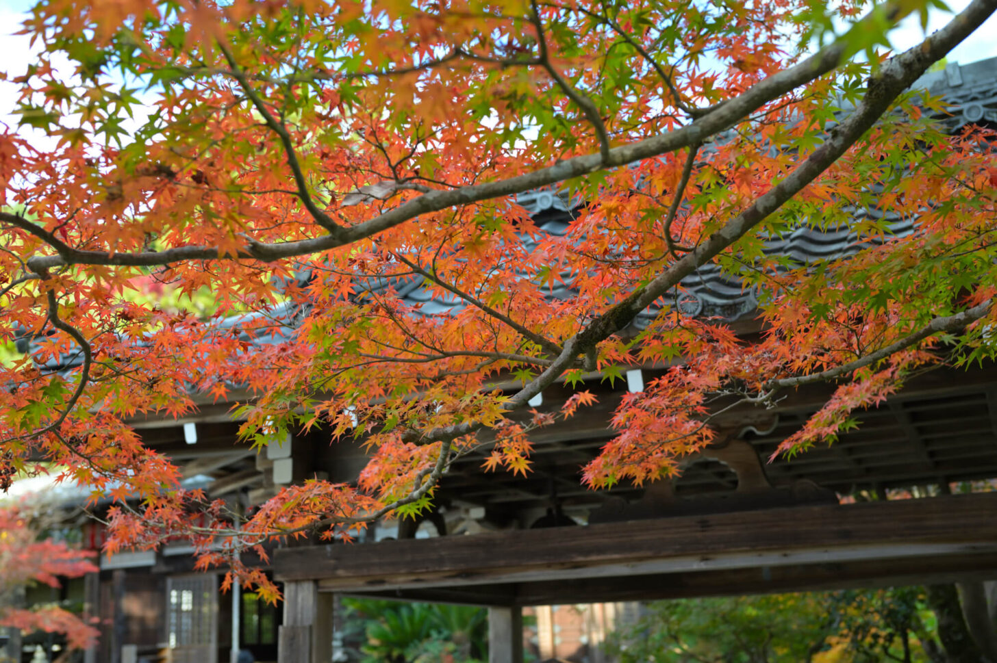 赤山禅院 手水舎上の紅葉