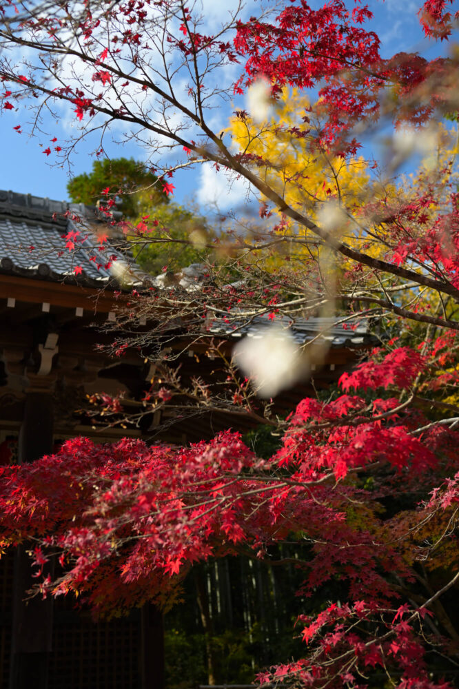 赤山禅院 地蔵堂（本地堂）の紅葉