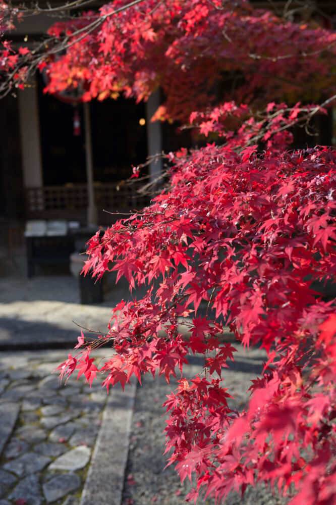 赤山禅院 地蔵堂（本地堂）の紅葉