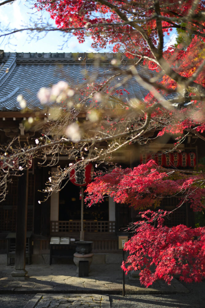 赤山禅院 地蔵堂（本地堂）の紅葉