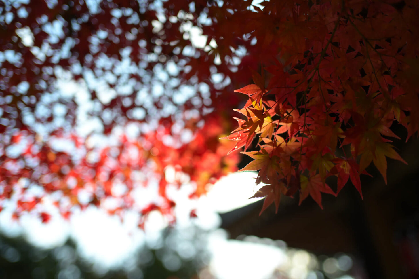 赤山禅院 地蔵堂（本地堂）の紅葉