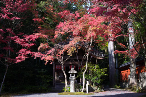 赤山禅院 弁財天堂の紅葉