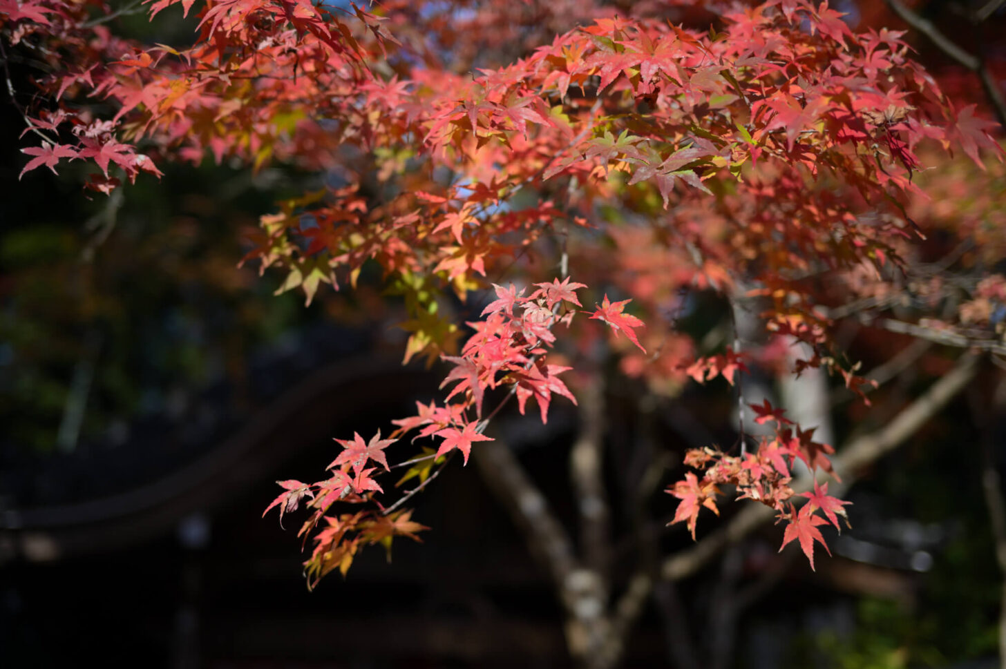 赤山禅院 弁財天堂の紅葉